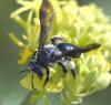 Andrena agilissima